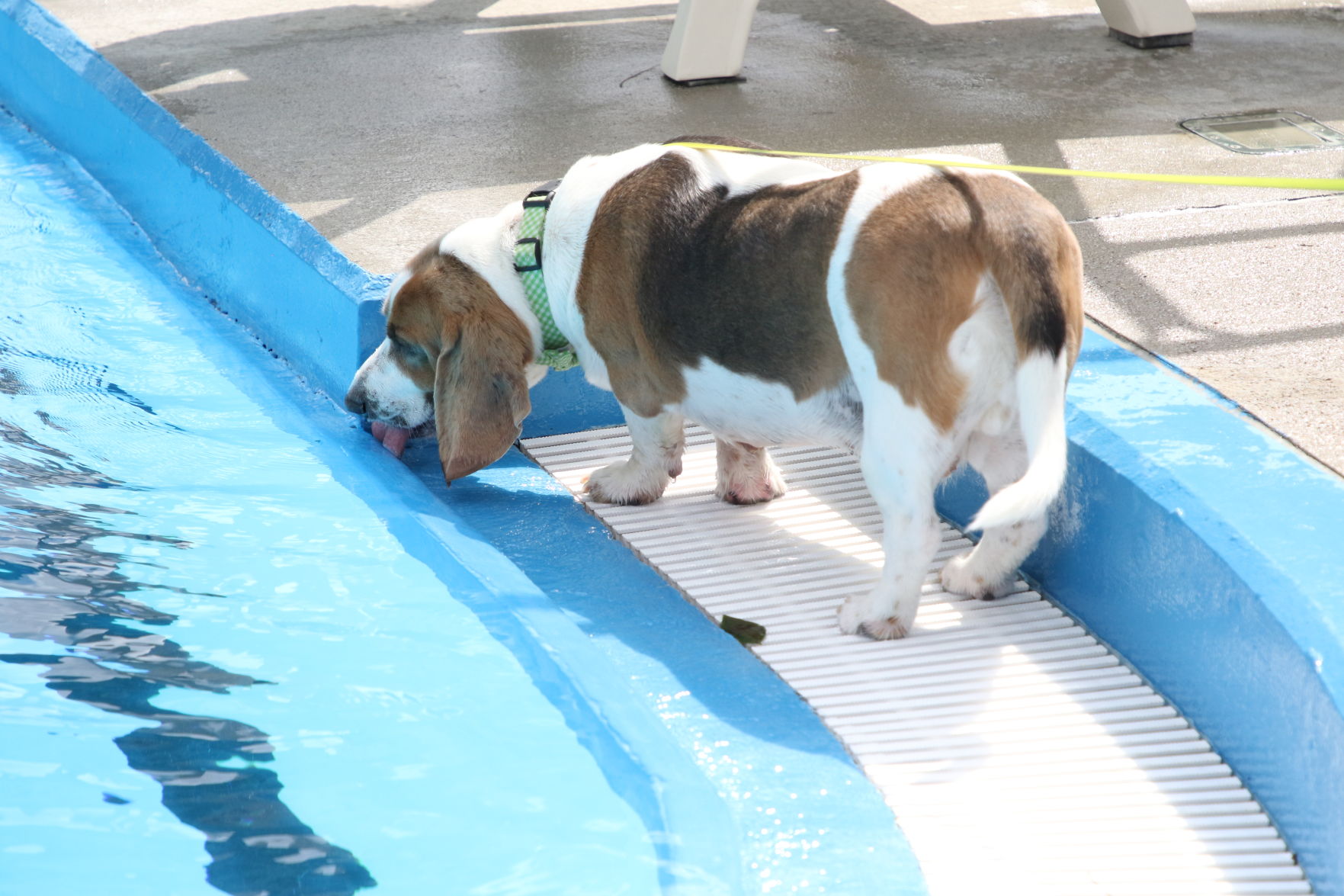 Dogs at the pool (63).JPG